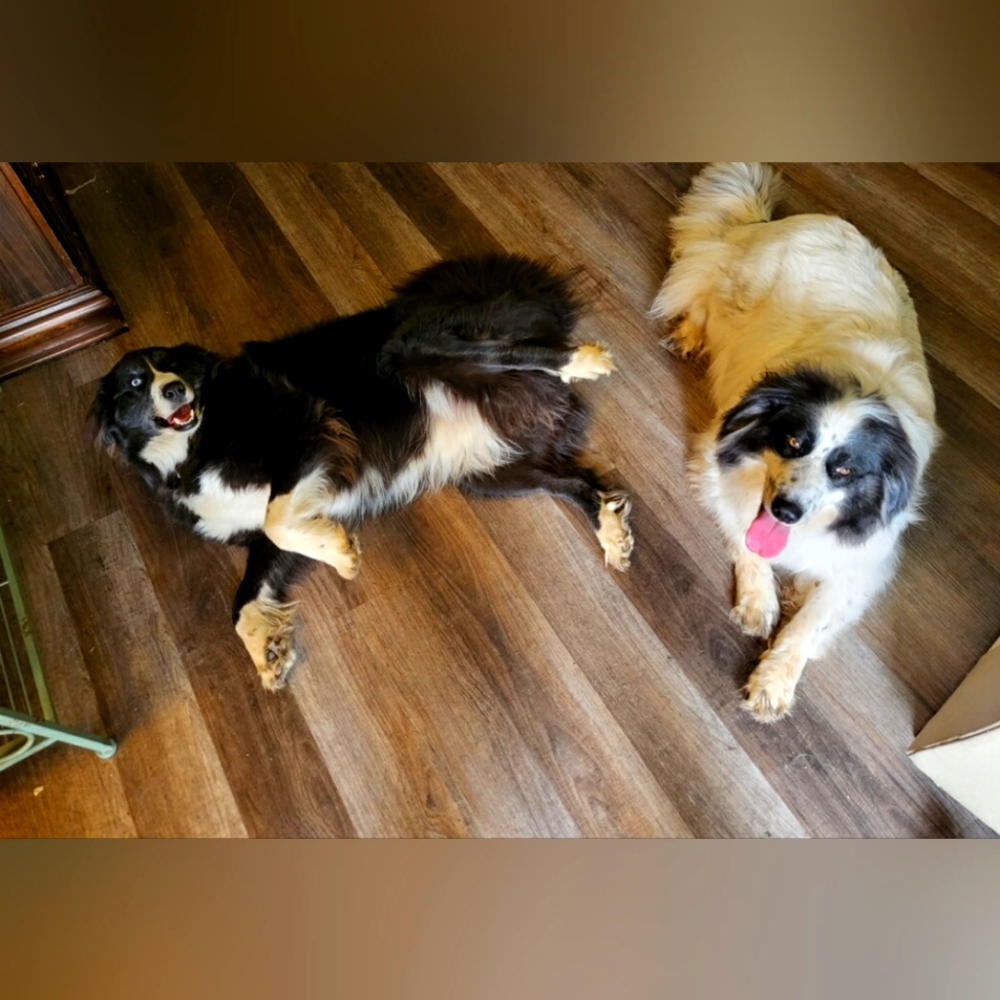 2 Border Collie Mix Sisters